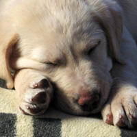 Build a Categorized Image Gallery With XML and AS3 – Active Premium