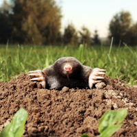 Introduction to Molehill